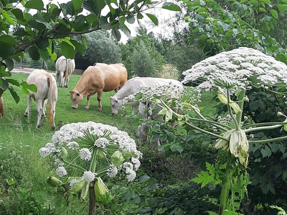 Hotel Berg En Dal Epen Luaran gambar